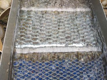 Nugget "Falle" zu Napfschleusen zu Classic- und Maxi Napfschleuse 267 x 160 mm