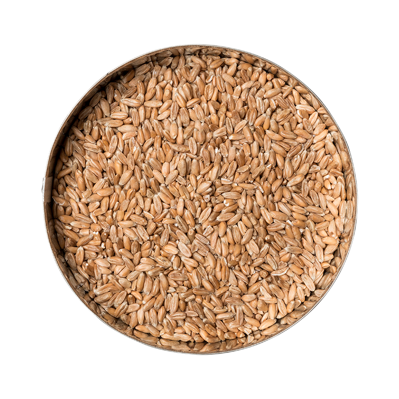 Dinkel-Ganzkorn 12 Dosen